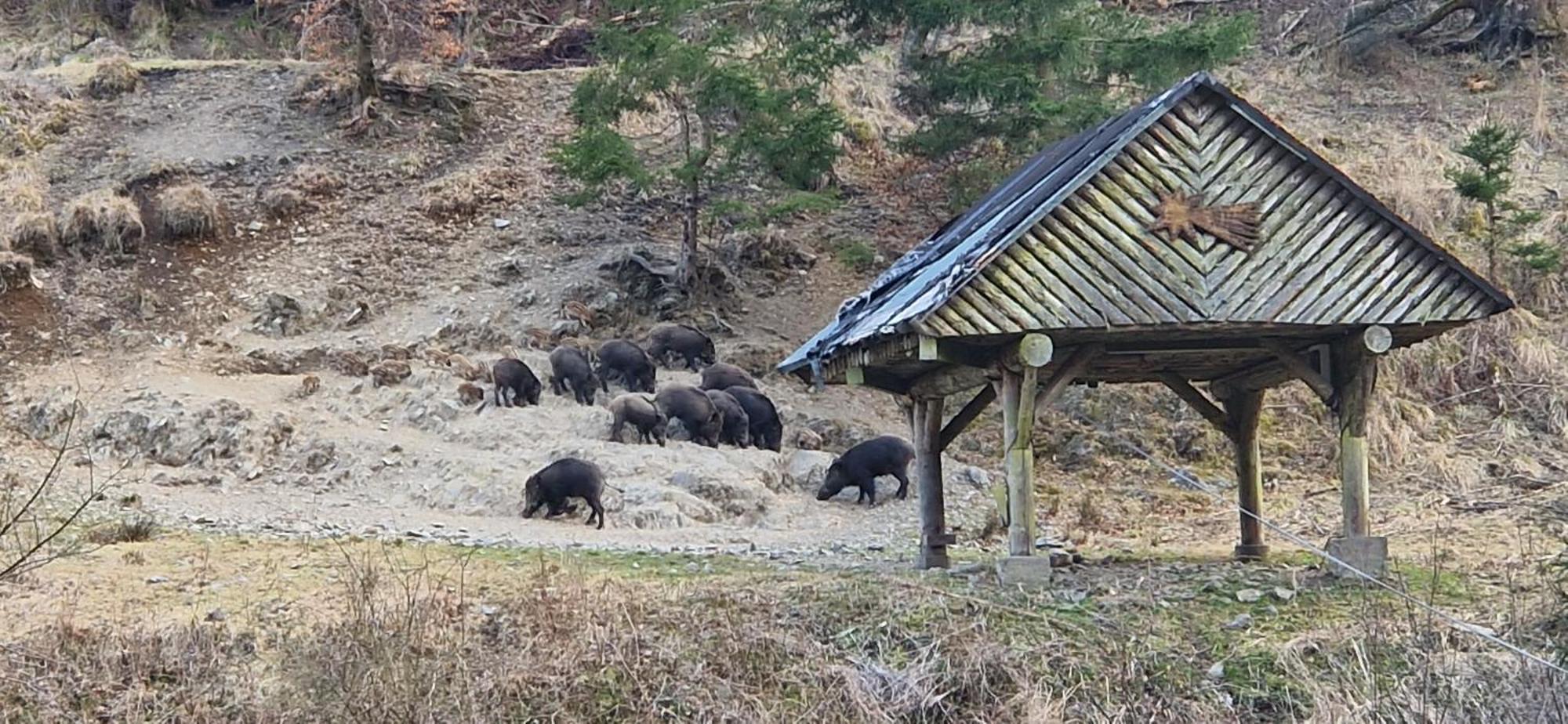 Ferienwohnung Schwarzer Hirsch Wieda Екстериор снимка